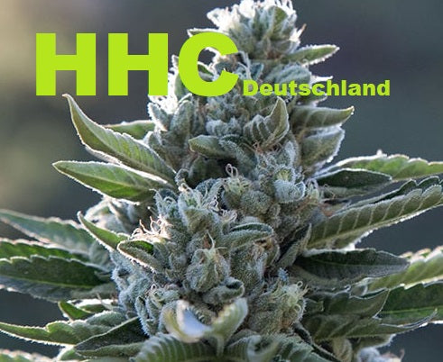 HHC Deutschland – Seriöser Kauf von HHC online auf Dampf21
